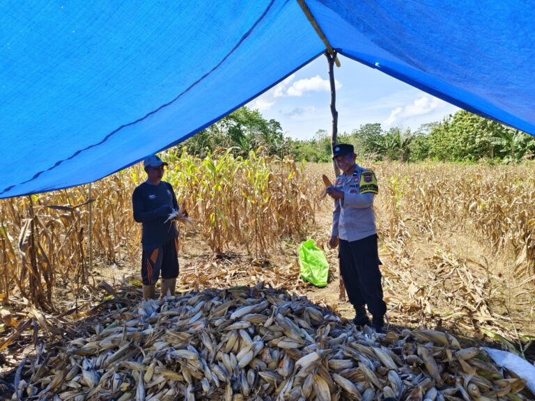 img-20260404-wa00266831150779689687890